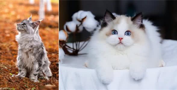 这几种猫真的通人性，养到一只，你就偷笑吧!