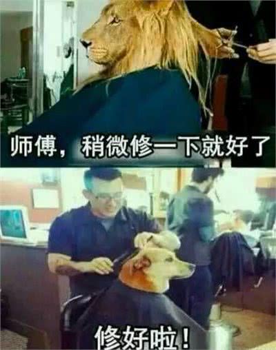 美国女子带萨摩耶美容，剪完毛变斗牛，主人直呼这不是我的狗
