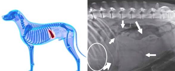 罕见的犬脾脏扭转是什么病?为何特别青睐大型犬种?