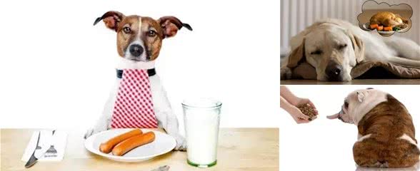 选狗粮时看什么?如何鉴别?