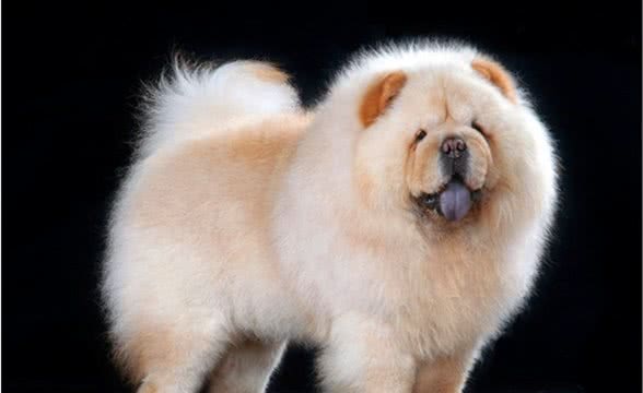 松狮犬的饮食及误区介绍