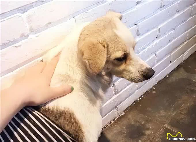 养狗能延缓衰老，竟然是真的，而且还有科学依据