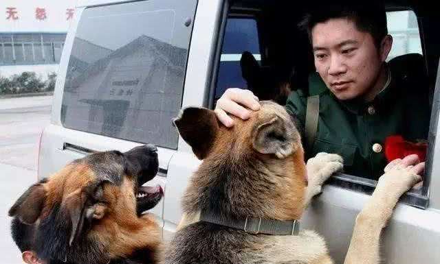 警犬界的佼佼者，德国牧羊犬，这5个优点值得你饲养