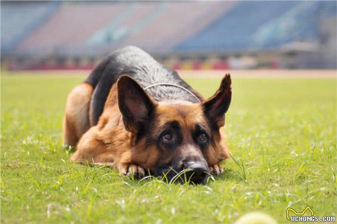 警犬界的佼佼者，德国牧羊犬，这5个优点值得你饲养