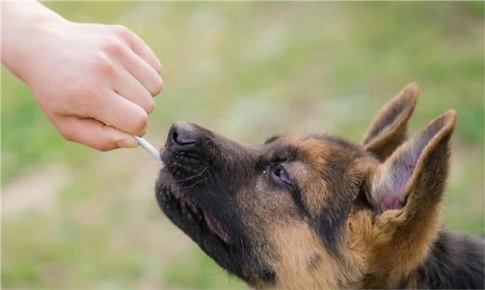警犬界的佼佼者，德国牧羊犬，这5个优点值得你饲养
