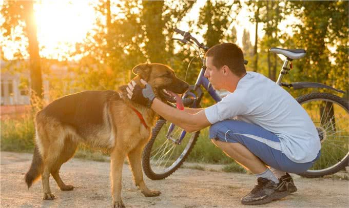 警犬界的佼佼者，德国牧羊犬，这5个优点值得你饲养