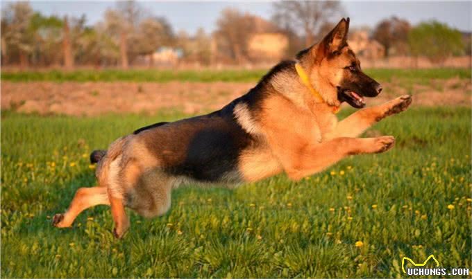 警犬界的佼佼者，德国牧羊犬，这5个优点值得你饲养