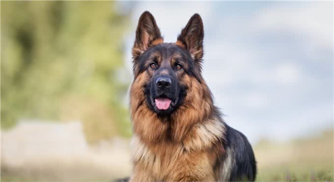 警犬界的佼佼者，德国牧羊犬，这5个优点值得你饲养