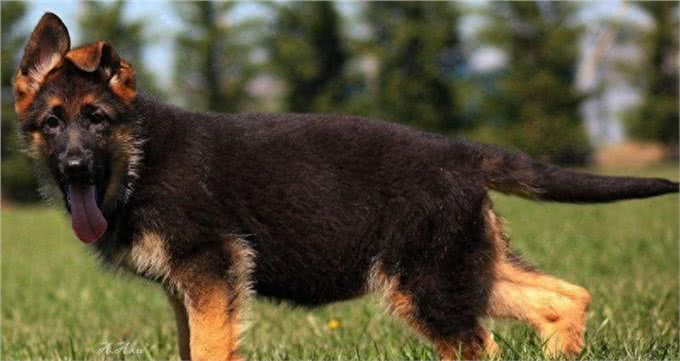 德国牧羊犬:忠诚、聪明，好养又迷人!