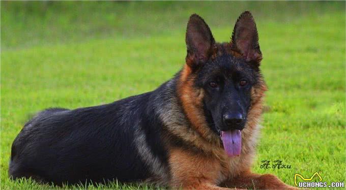 德国牧羊犬:忠诚、聪明，好养又迷人!