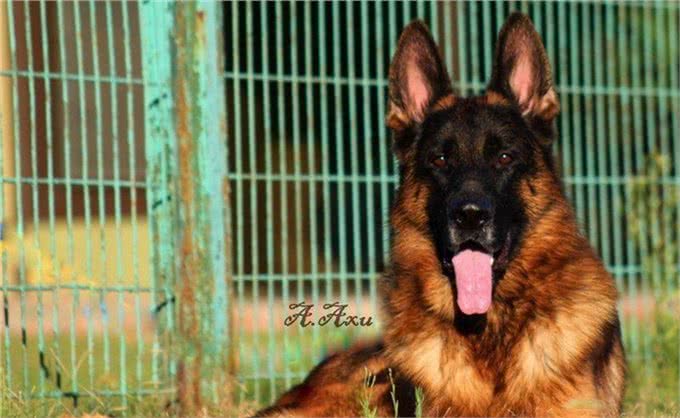 德国牧羊犬:忠诚、聪明，好养又迷人!