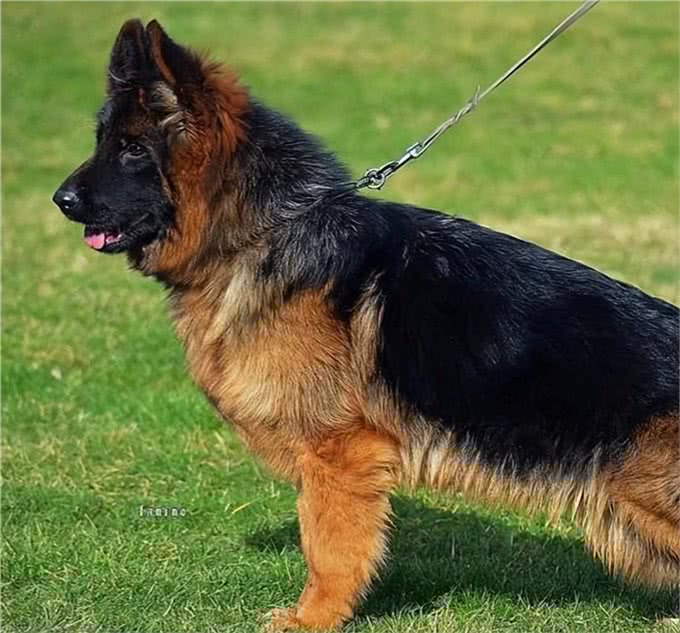 德国牧羊犬:忠诚、聪明，好养又迷人!