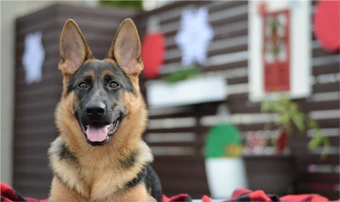 德国牧羊犬:忠诚、聪明，好养又迷人!