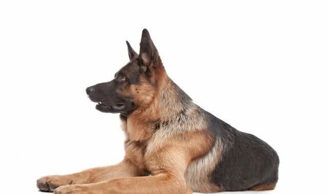 德国牧羊犬:忠诚、聪明，好养又迷人!