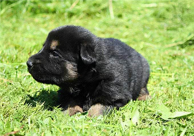 健康养宠指南:幼犬都吃什么好?主食和辅食分别有哪些?