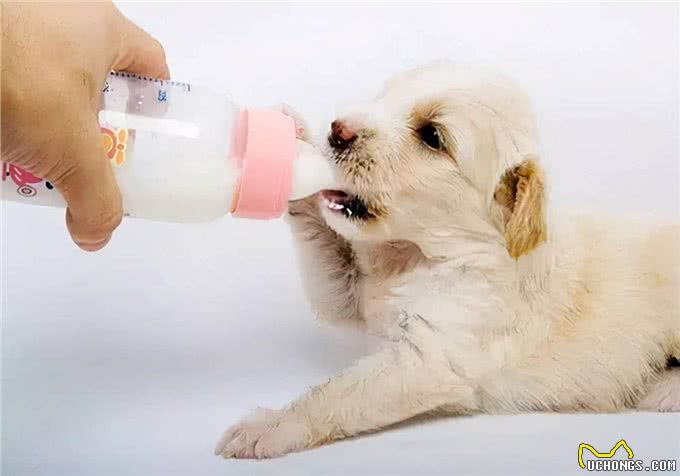 健康养宠指南:幼犬都吃什么好?主食和辅食分别有哪些?