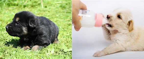 健康养宠指南:幼犬都吃什么好?主食和辅食分别有哪些?