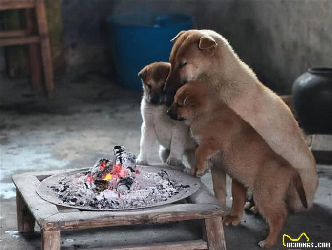 狗狗再冷，都不能这样取暖，小心身子会坏掉
