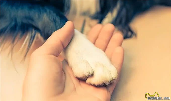 原来主人摸狗狗爪子，在它心里，是这样想的!