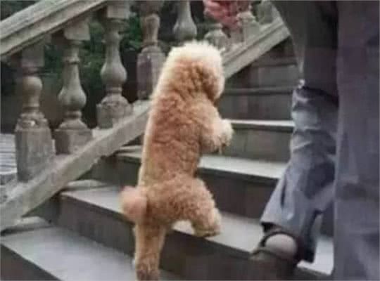你凭什么让狗直立行走?