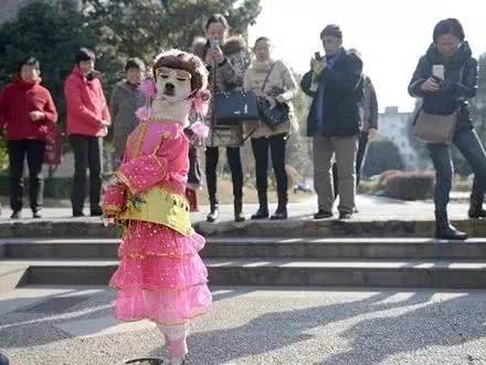 你凭什么让狗直立行走?