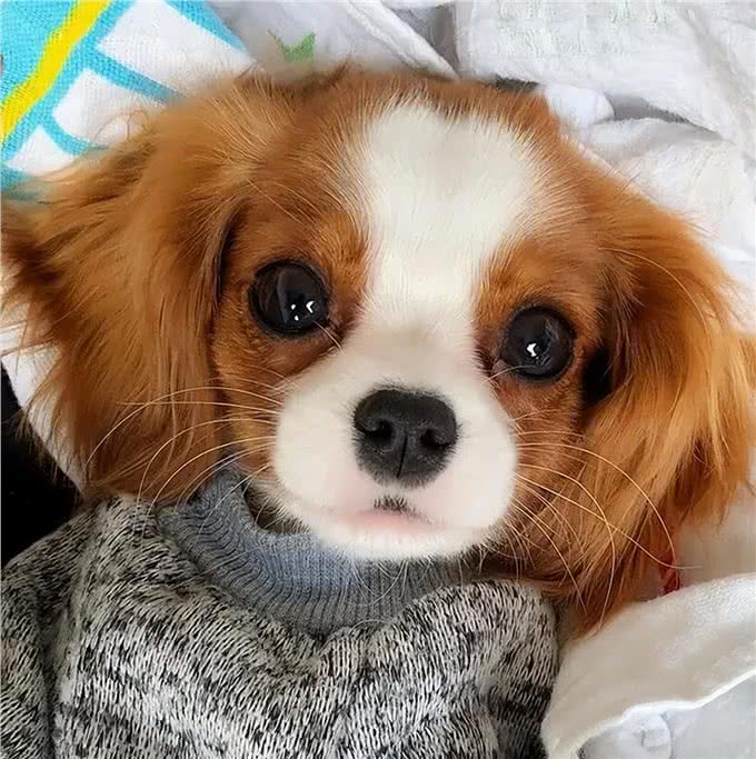 狗狗患了关节炎，这些症状你一定要重视了