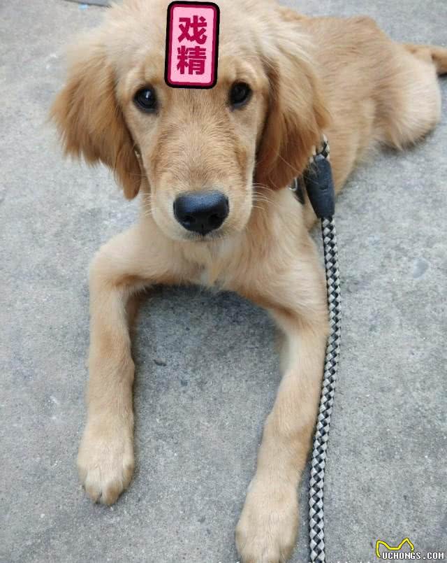 狗狗小食谱(不定期更新)