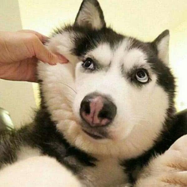 哈士奇可以喝羊奶粉吗?小狗吃的奶粉的误区