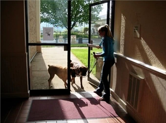 爱犬在家称霸王连主人都不放过，你还不反省?