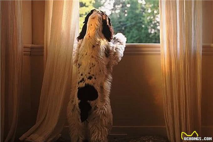 爱犬在家称霸王连主人都不放过，你还不反省?