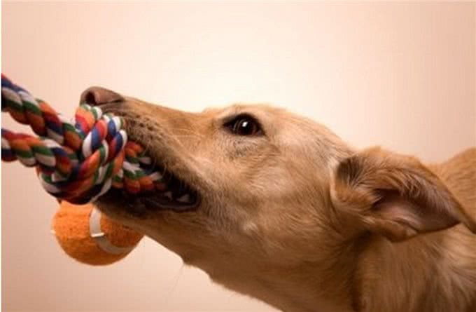 爱犬在家称霸王连主人都不放过，你还不反省?