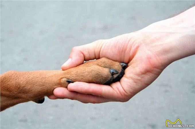 爱犬在家称霸王连主人都不放过，你还不反省?