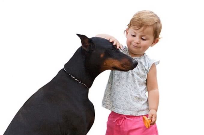 爱犬在家称霸王连主人都不放过，你还不反省?