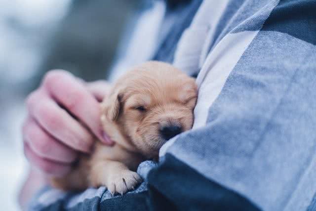 幼犬什么时候能打疫苗?应该要打几针?一篇文帮主人弄明白