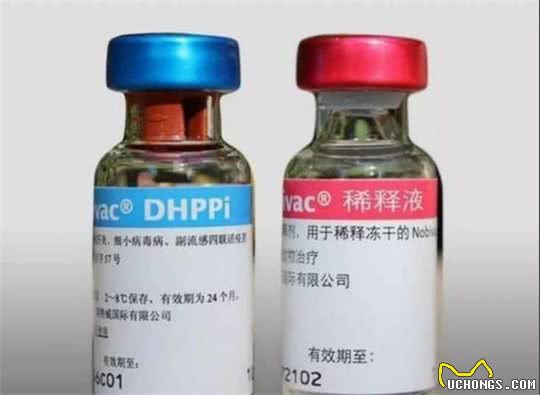 幼犬什么时候能打疫苗?应该要打几针?一篇文帮主人弄明白