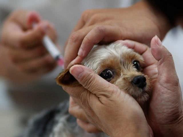 幼犬什么时候能打疫苗?应该要打几针?一篇文帮主人弄明白