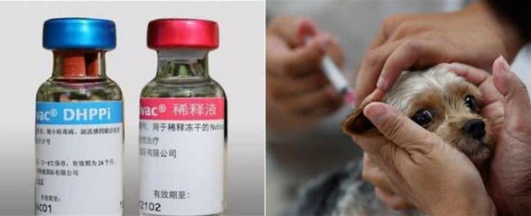 幼犬什么时候能打疫苗?应该要打几针?一篇文帮主人弄明白