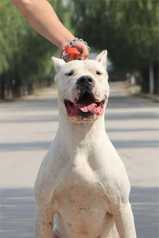 为什么说养狗千万别养杜高犬，这几点你承受不来!