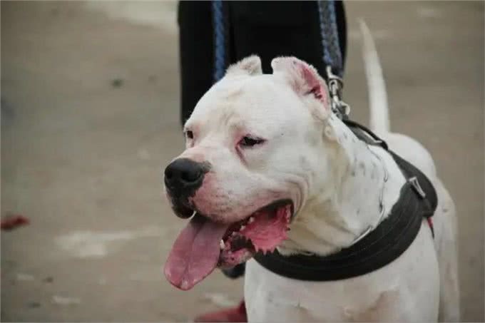 为什么说养狗千万别养杜高犬，这几点你承受不来!