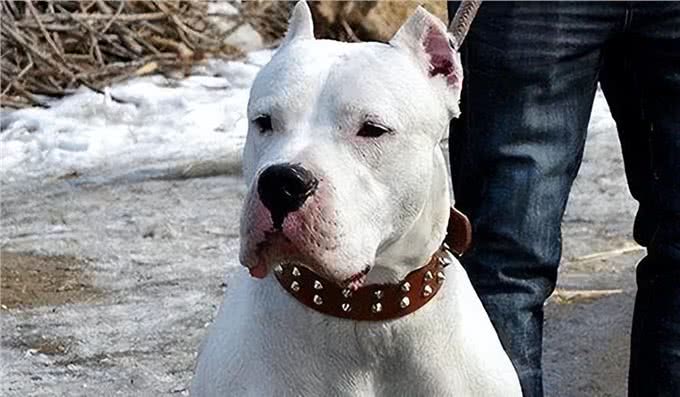 为什么说养狗千万别养杜高犬，这几点你承受不来!