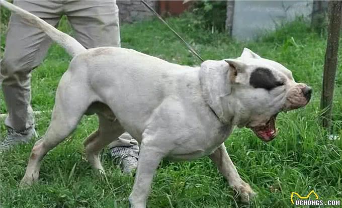 为什么说养狗千万别养杜高犬，这几点你承受不来!