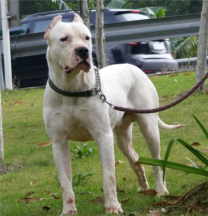 为什么说养狗千万别养杜高犬，这几点你承受不来!