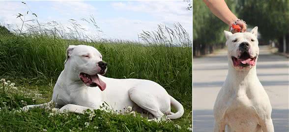 为什么说养狗千万别养杜高犬，这几点你承受不来!