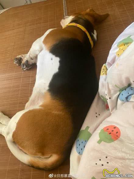 狗狗怕冷怕热铲屎官都知道，原来狗狗还有最怕的