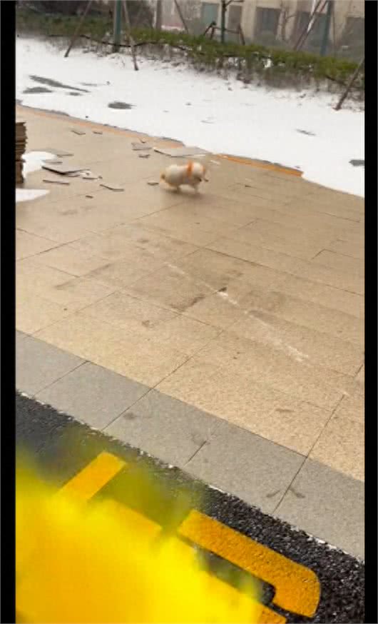 下雪起风了狗狗还执意出门，刚走出去就回不来了，在原地打滑漂移