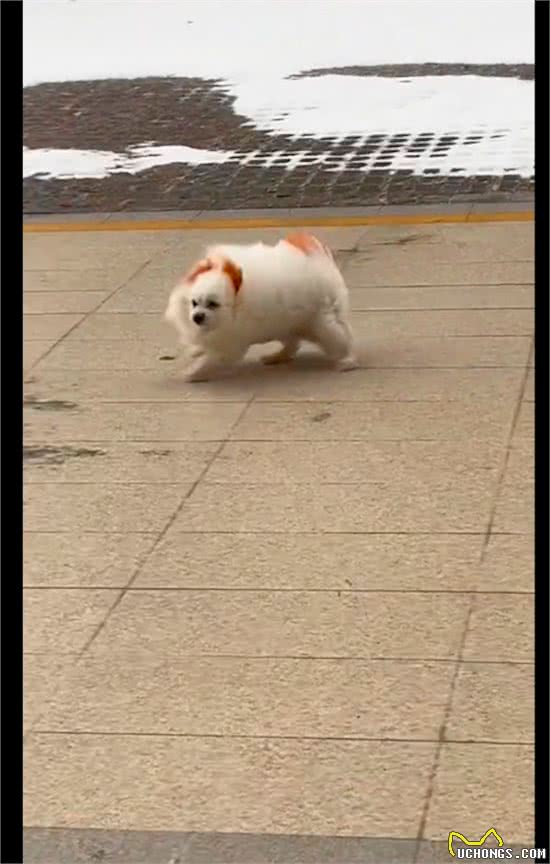 下雪起风了狗狗还执意出门，刚走出去就回不来了，在原地打滑漂移