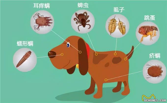 林黛玉狗狗免疫力低下总生病?下面几招帮你改善