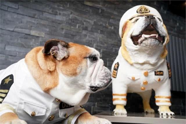 英国斗牛犬迎来9岁生日，主人花2.7万为其做蛋糕，太逼真难辨真假