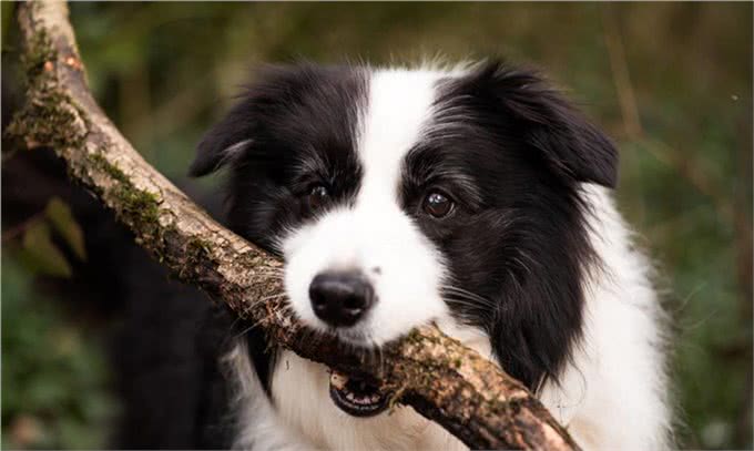 边境牧羊犬修剪毛发的具体步骤是什么?我教你