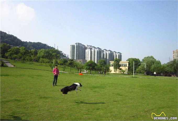 边境牧羊犬修剪毛发的具体步骤是什么?我教你